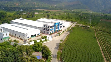Kẹo C táo mèo Shan Thịnh