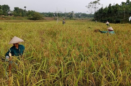 Gạo nếp đen Quy Mông