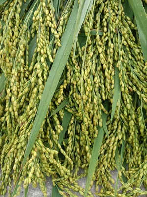Cốm Khánh Thiện