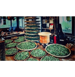 Trà Hội An di sản - Hoàng trà 50g