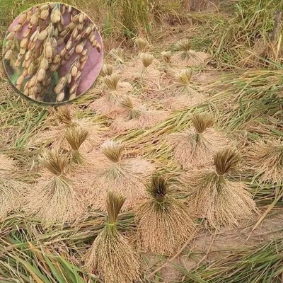 Gạo nếp lẩu cáy Trạm Tấu