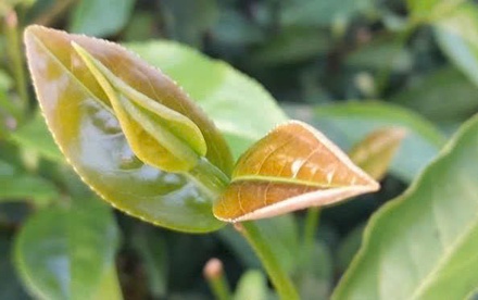 Thanh liên trà