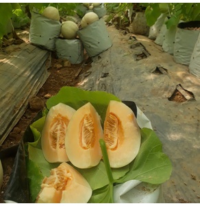 Dưa lê Cẩm Ngọc