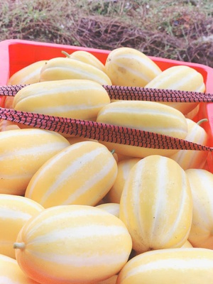 Dưa lê Hàn Quốc