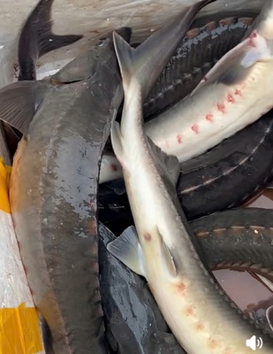 Cá tầm Nà Hẩu