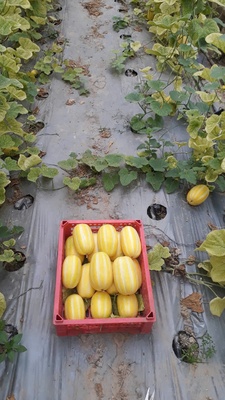 Dưa lê Hàn Quốc