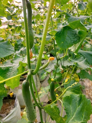 Dưa leo Tiểu Yến