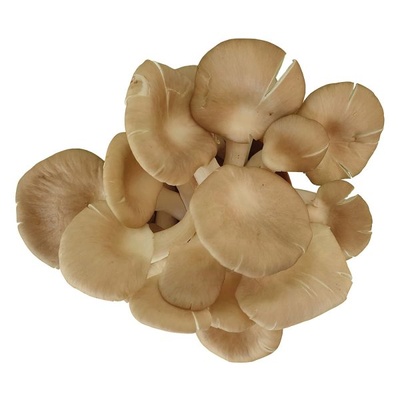 Nấm Sò