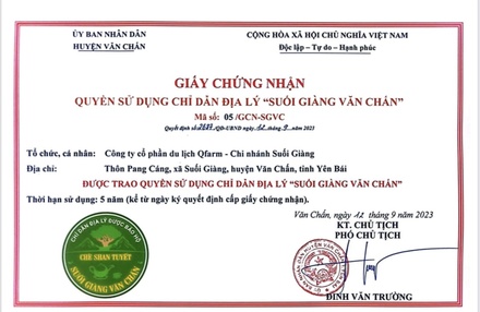 SUGITEA - Bạch trà shan tuyết cổ thụ Suối Giàng