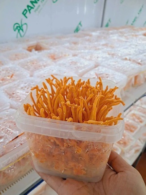Đông trùng hạ thảo