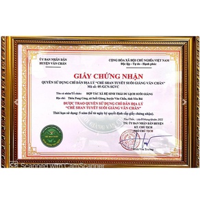 Đại lão vương trà - Bạch Trà Suối Giàng