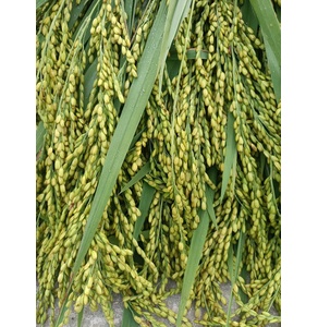 Cốm Khánh Thiện