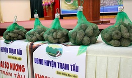 Khoai sọ nương Trạm Tấu