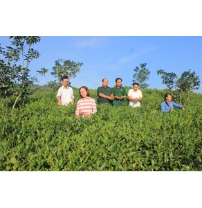 Chè xanh Hán Đà
