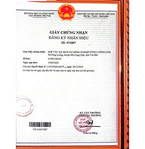 Shan tuyết Trà