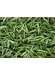 Trà Tứ Phủ - Hồng trà Shan tuyết cổ thụ 50g