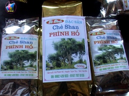 Chè shan  tuyết Phình Hồ