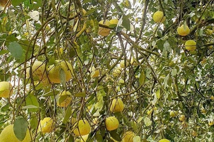 Bưởi đặc sản Đại Minh