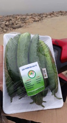 Dưa leo Tiểu Yến