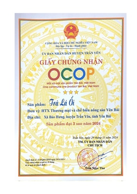 Trà lá ổi