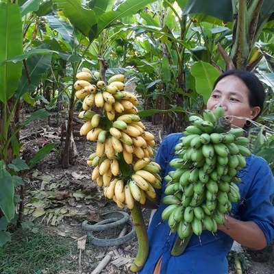 Chuối tiến vua Yên Hợp
