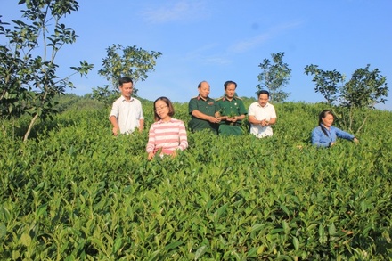 Chè xanh Hán Đà