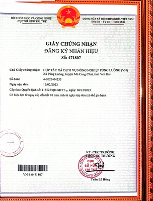 Shan tuyết Trà