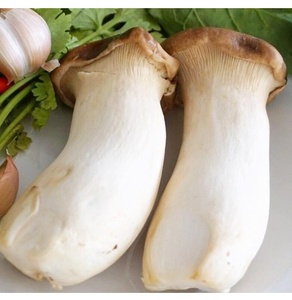 Nấm đùi gà
