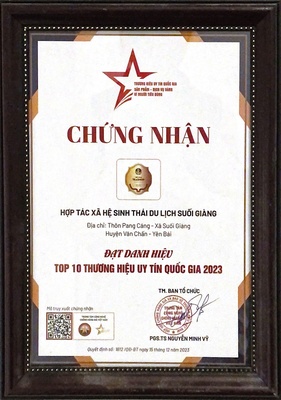 Hồng trà shan tuyết cổ thụ suối giàng - Cơi trà Sugi Tea