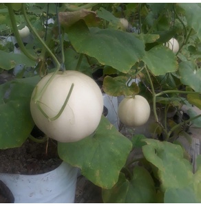 Dưa lê Cẩm Ngọc