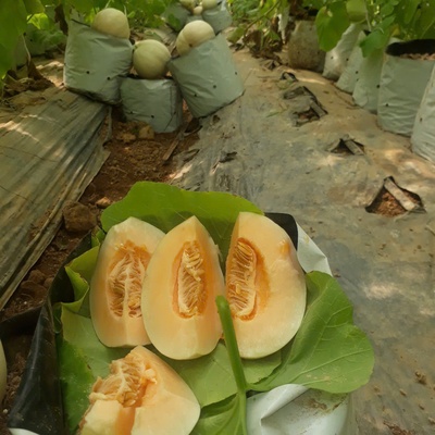 Dưa lê Cẩm Ngọc
