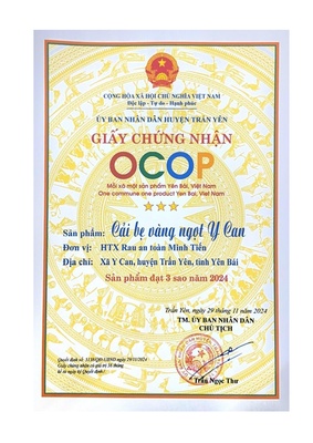 Cải bẹ vàng ngọt Y Can
