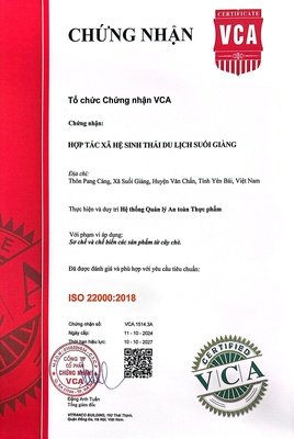 Hồng trà shan tuyết cổ thụ suối giàng - Cơi trà Sugi Tea