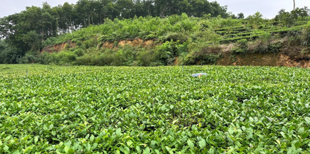 Tâm trà Bảo Hưng