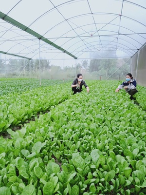 Cải bẹ vàng ngọt Y Can