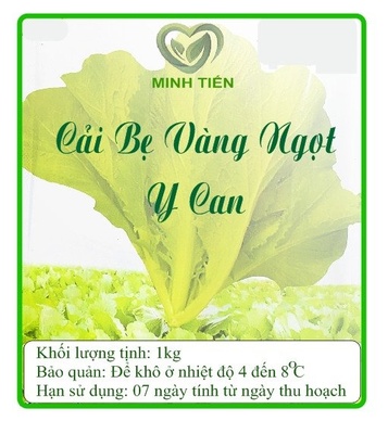 Cải bẹ vàng ngọt Y Can