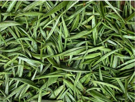 Trà Tứ Phủ - Hồng trà Shan tuyết cổ thụ 50g