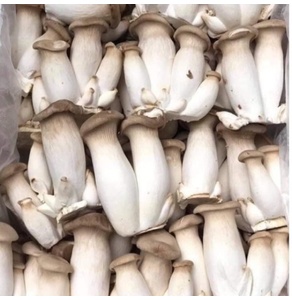 Nấm đùi gà