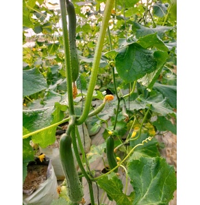 Dưa leo Tiểu Yến
