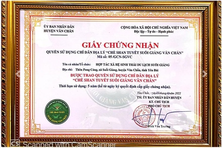 Đại lão vương trà - Diệp Trà Suối Giàng