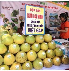 Bưởi đặc sản Đại Minh
