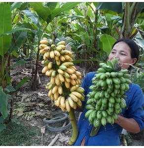 Chuối tiến vua Yên Hợp