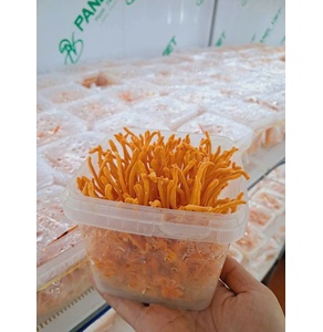 Đông trùng hạ thảo